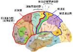 脳領域地図